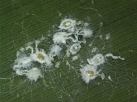 spw9  Spiralling whitefly on banana