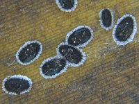 Aleurocanthus (2)  Colony of Aleurocanthus sp. on banana leaf