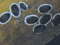 aleurocanthus  Colony of Aleurocanthus sp. on banana leaf